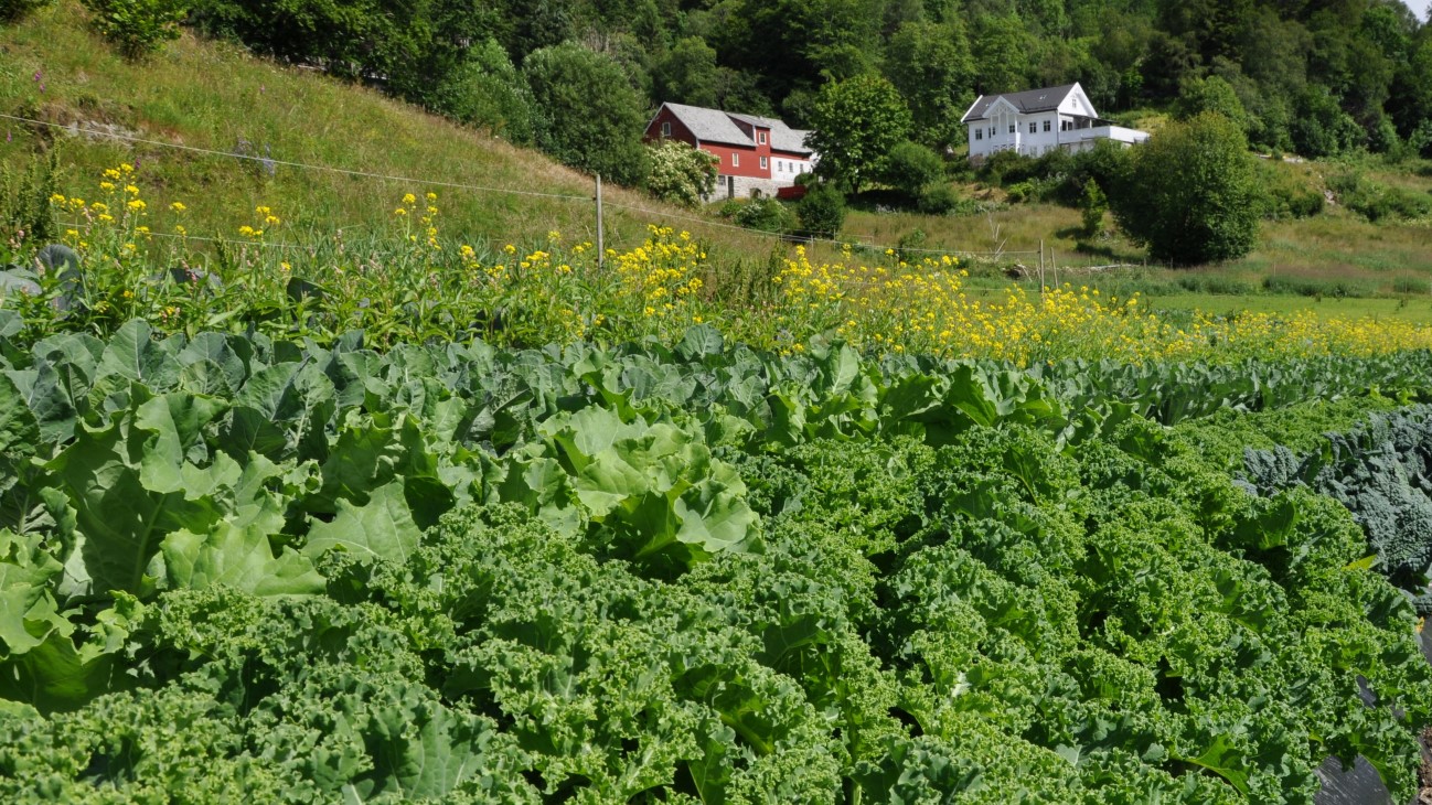 FAKTA: Toppe gartneri

•	Drives av Jørn Erik Toppe og Marie Isaksen
•	Husdyrløst fra 2022, blomstergartneri i tillegg
•	1200 jordbærplanter (remonterende) i ca 3 daa med tunnell
•	3 daa friland, grønsaksproduksjon fom 2021. En tredjedel av arealet med grønngjødsel.
•	0,5 daa: produksjon av salat, tomat og agurk i uoppvarma drivhus
•	Jordtype: mineraljord, samt noe myrjord. Grøftebehov.
•	Kjølekontainer til jordbærene og kjøleskap til grønnsakene i Toppebua
•	Utfordringer: Hjort og brunsnegl. Flyttbart hjortegjerde, strømførende. Brunsnegler forsinket og halverte frilandsproduksjonen i 2022. 
•	@toppegartneri
