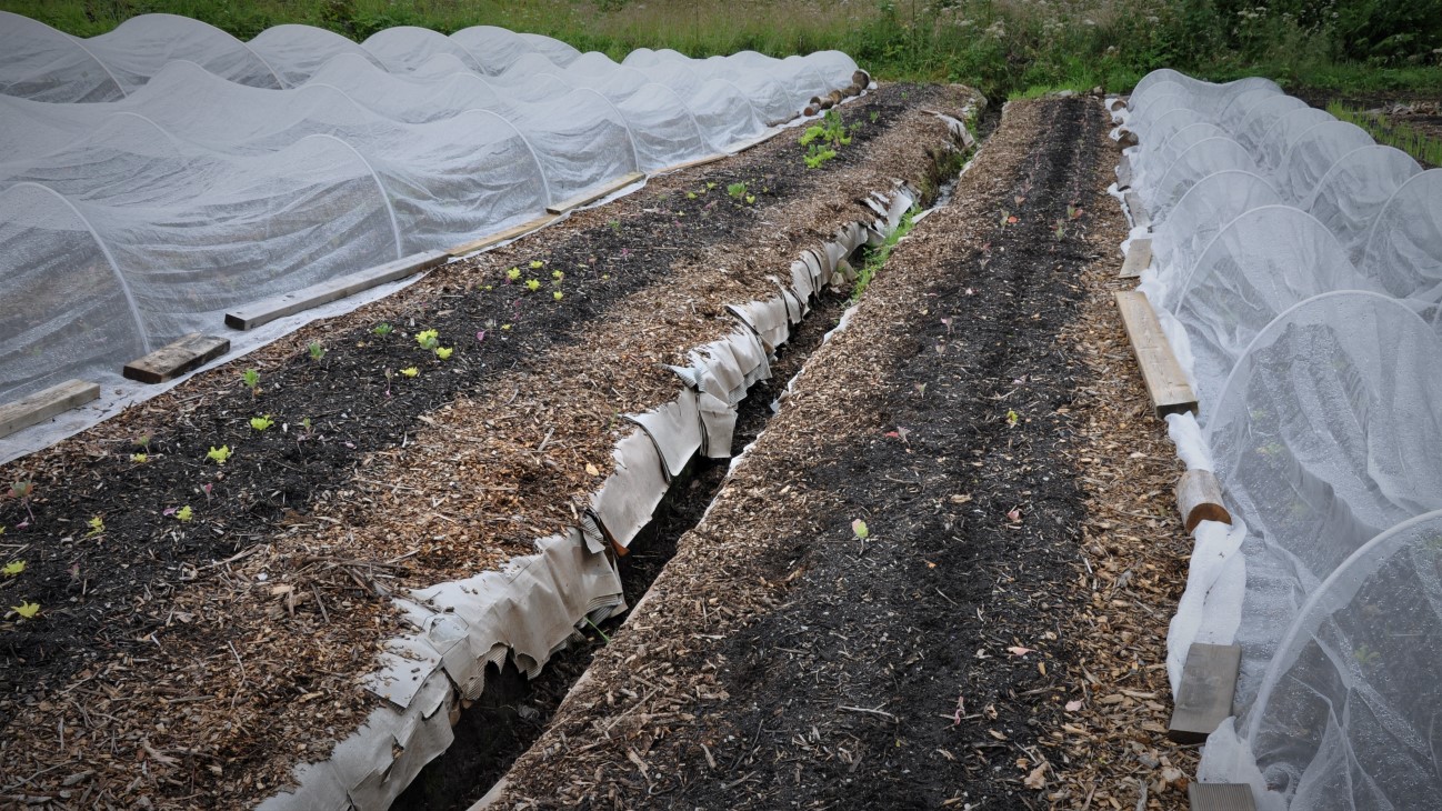 Arealene utvides hvert år. I år har de 9 bed som er 10m, 15 bed som er 20m, og 4 mindre bed som er 9 meter lange. Til sammen blir det ca 1,5 dekar på delvis mineraljord og noe myrjord, som de har grøfta. De driver også en honningsproduksjon med 40 bifolk og har Debio – økologisk – sertifisering på hele produksjonen.