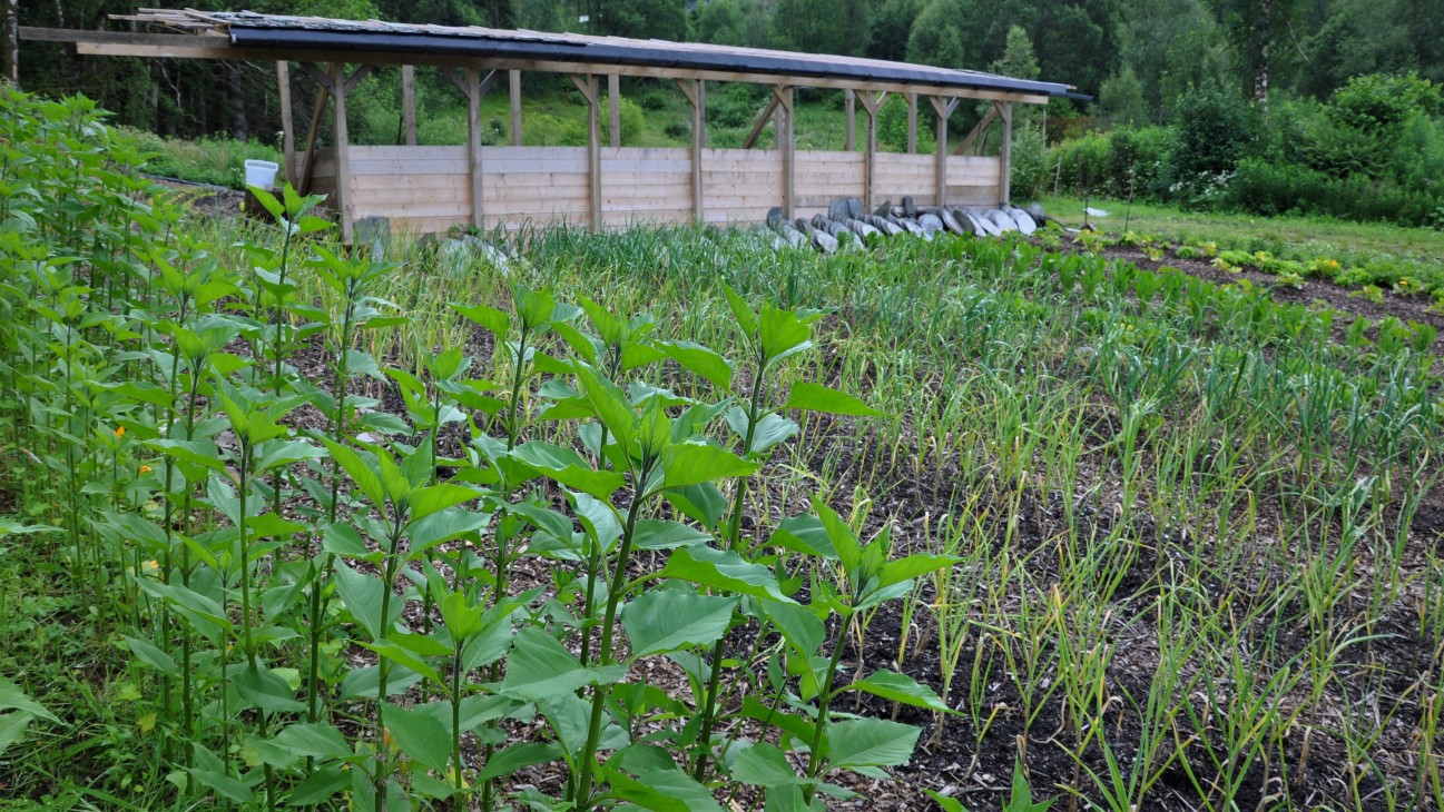 De bygger kompostbinger for å kunne lage egen kompost i framtiden. Til neste år vil de også investere i en tunnell, for å kunne strekke sesongen. De har et lite drivhus for å drive eget oppal av planter. 

Når de er to som driver grønnsaksproduksjonen i lag, er det viktig å ha god oversikt og planlegge slik at begge har full oversikt. De bruker planleggingsverktøyet Tend, en app som gjør at de har all informasjon på telefonen og kan sjekke underveis i arbeidsoperasjonene. 
