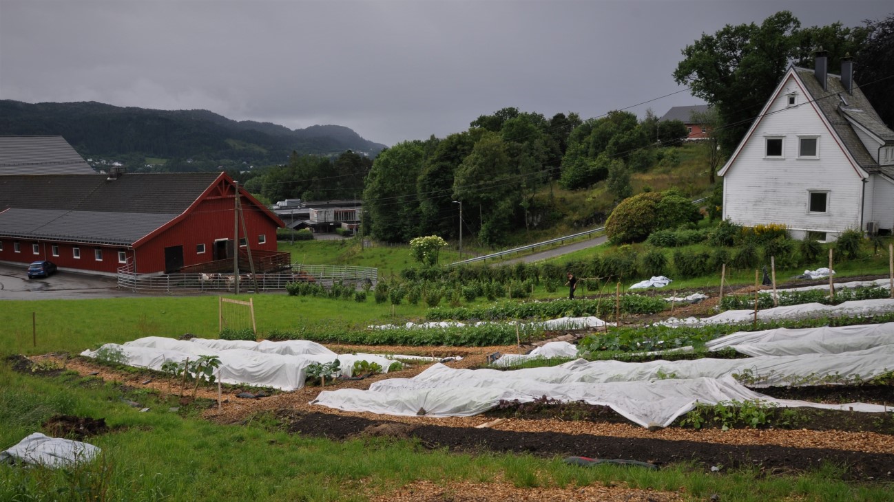 Tre «jordløse» produsenter har fått lov til å prøve seg med en testproduksjon med ca 250 kvadratmeter areal hver. Etter pløying og harving brukte de en del tid på å legge opp dyrkingssengene (12x12m) og gangarealene med flis, men de tre produsentene er nå snart klare til høsting og prøvesalg. 