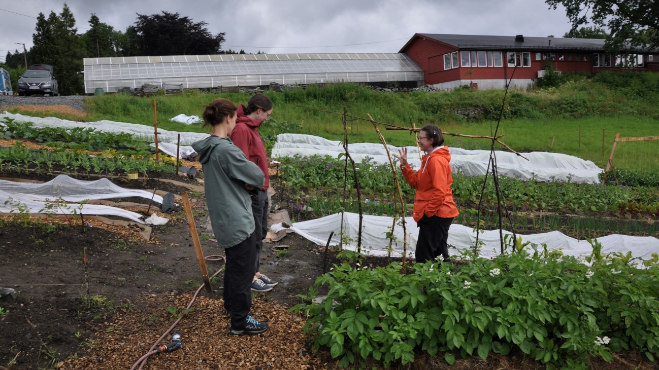 De tre produsentene forvalter i fellesskap: en halv container-bod med håndredskap, en skyllestasjon og vanninsanlegg (to enkle spredere). De har drevet fram småplanter selv, i deres egen bolig eller kjøpt planter fra gartneriet på Stend. Til neste år ønsker de å leie et areal for mer langsiktig produksjon, og ønsker å komme i kontakt med en jordeier som ønsker å inngå en leiekontrakt med en eller flere av dem. 