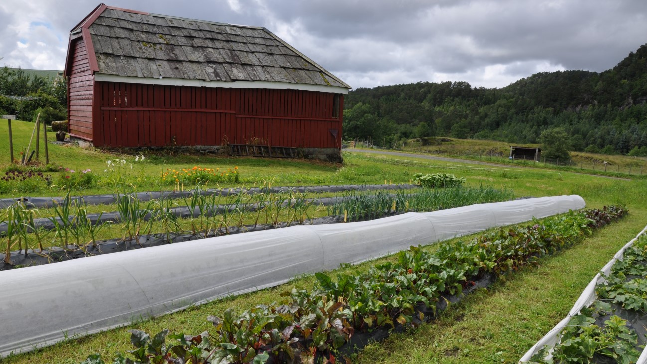Knut Peder Sund startet sin småskala grøntproduksjon i 2020, med 2022 som andre salgssesong. Han har hatt god erfaring med å selge gjennom Lokalmatringen og starter sine første leveringer i slutten av juli. Han planlegger også å lage en salgsbod i år, ved kloster-ruinene like ved gården.