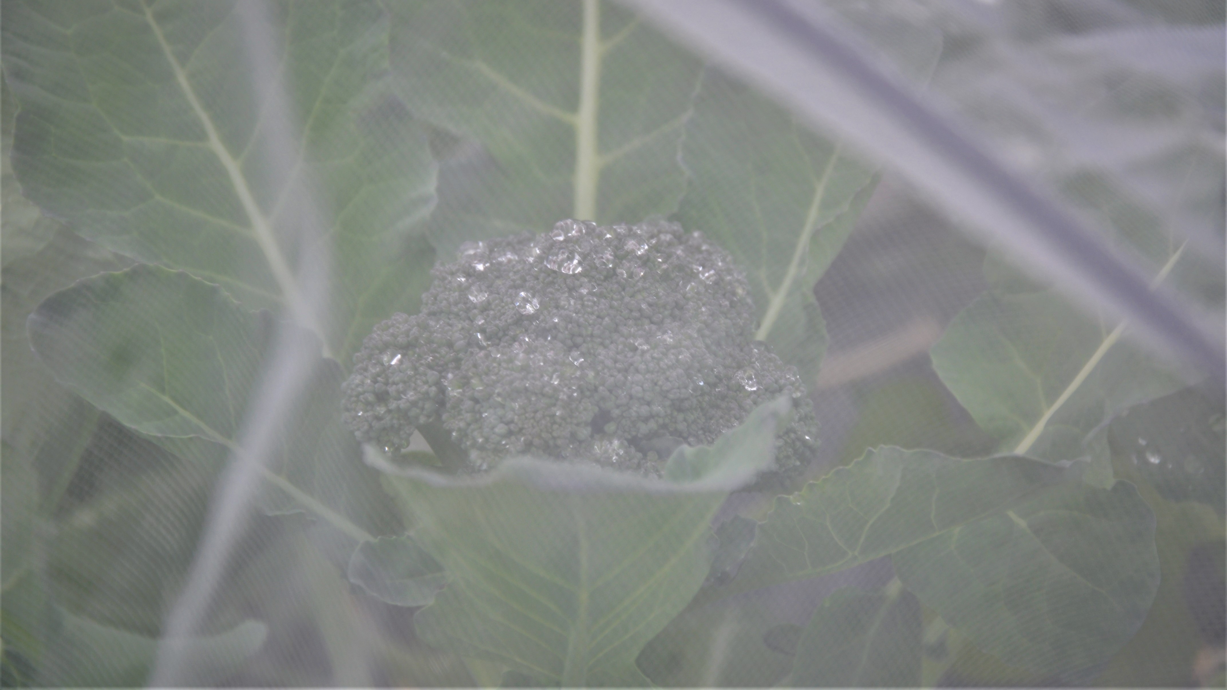 FAKTA:Lysekloster gårdsdrift:

•	Drives av Knut Peder Sund og Eva Hauge Sund
•	1 daa grønnsaker (18 m x 21 m)
•	Bed-bredde: 75 cm, gangareal: 50-75 cm
•	0,2 daa ny-potet
•	Jordtype: silt
•	Herdighetssone: 2
•	Kjølerom (termostatstyrt)
•	Omsetning: Lokalmatringen, veisalg
•	100 kvm drivhus til eget oppal av småplanter
•	8 vinterfôra (vf) sauer, skal øke til 30 vf.
•	Vurderer Debio-godkjenning på sikt, men ikke godkjent i 2022
•	Instagram: @lyseklostergaardsdrift