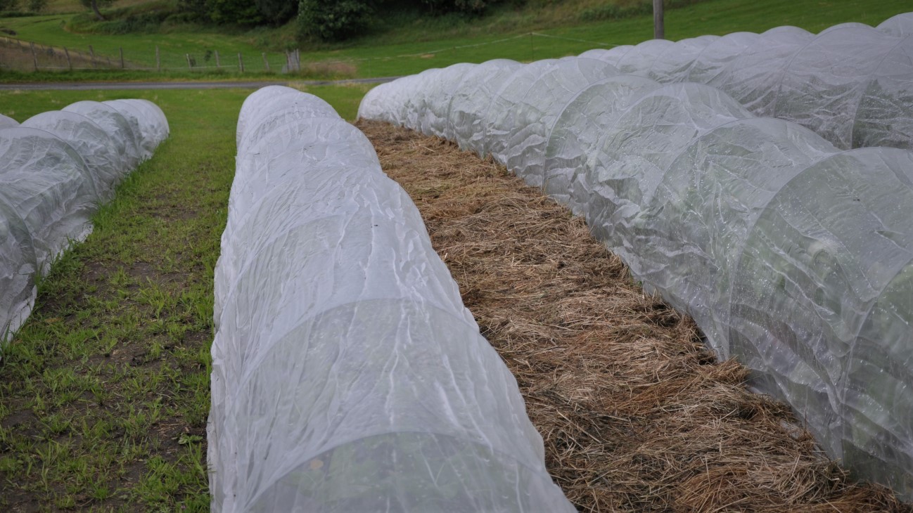 Arealene er pløyd og harvet før etablering av dyrkingsbed med en troll-ramme. Plastdekke legges for hånd, og fjernes hver høst. Vanningssystemet er lagt opp med sentral styring av gjødselvann (pioner-blanding) under plastdukene. 

Peder dyrker mange kålvekster, beter av ulike slag, salater og ikke minst prøver han seg igjen med frilandsagurk. Med sin svenske bakgrunn ønsker han og kona å bruke egne oppskrifter for å foredle andre-sorteringen til syltede agurker og rødbeter. 