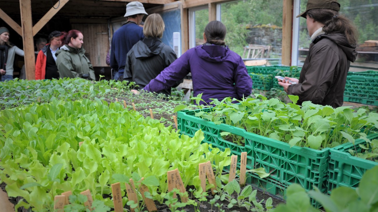 Oppalsplanter på markedshagen på Flatlandsmo i Voss, 2021.
