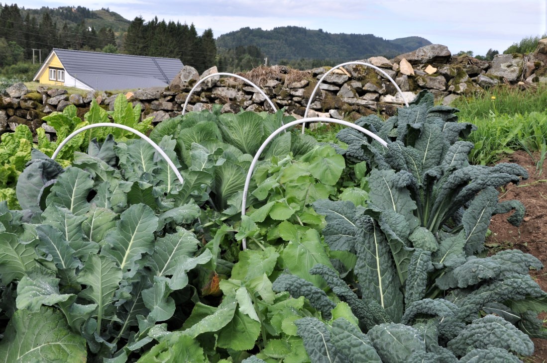 Kål, grønnkål, steingjerde, markedshager, grønsaker