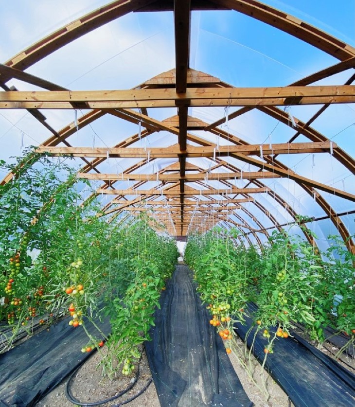 Tunnell  (uoppvarma drivhus) i drift.