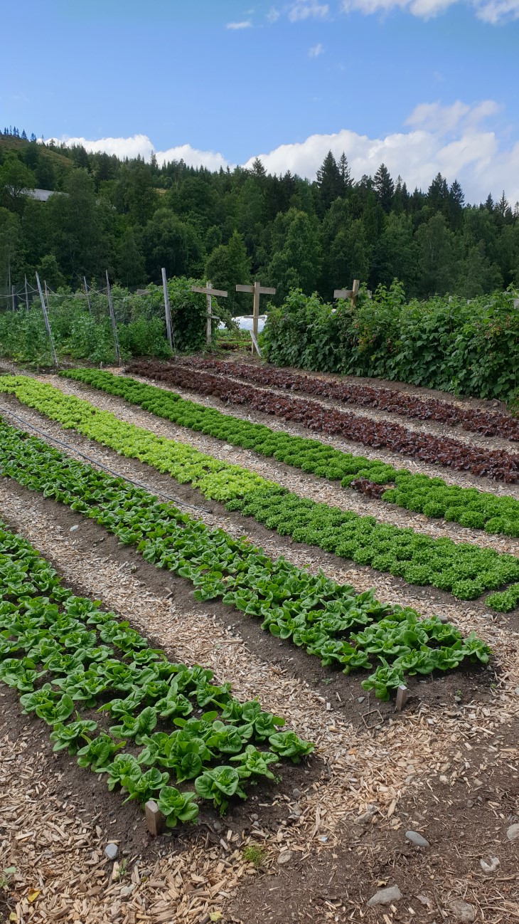 God ugraskontroll er viktig! 