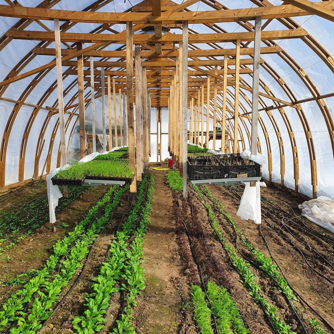 Oppalsrom i drivhus. 