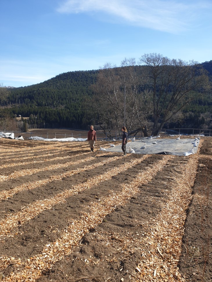 Dyrkingsbed med flislagte gangareal.