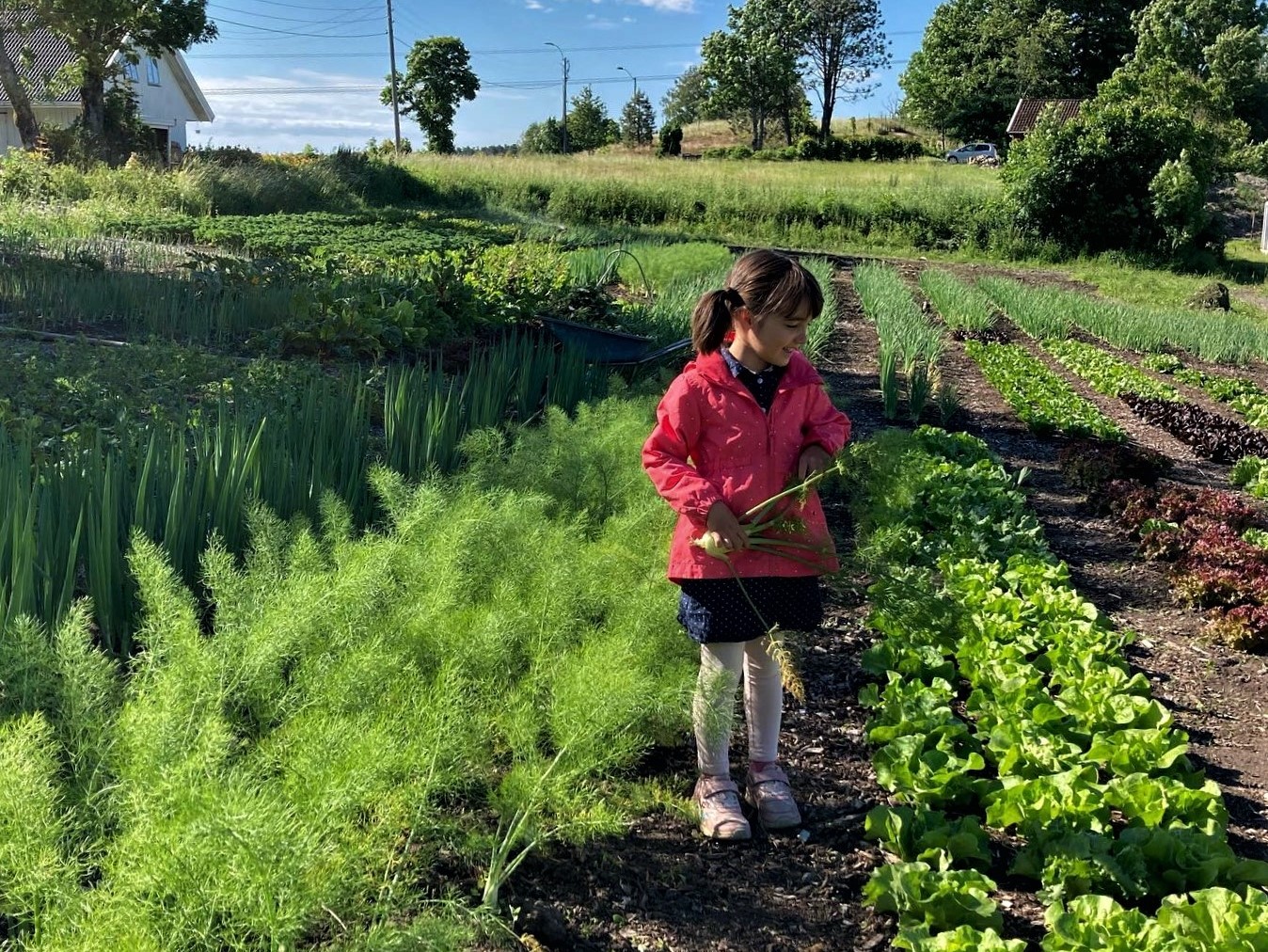 Åkersmak Huseby gård i Tjølling, Larvik, anla en markedshage tidlig i 2016. Grønnsakene er økologiske og selges direkte via eget gårdsutsalg.  Se mer på instagram: @aakersmak_husebygaard og @husebygaard.