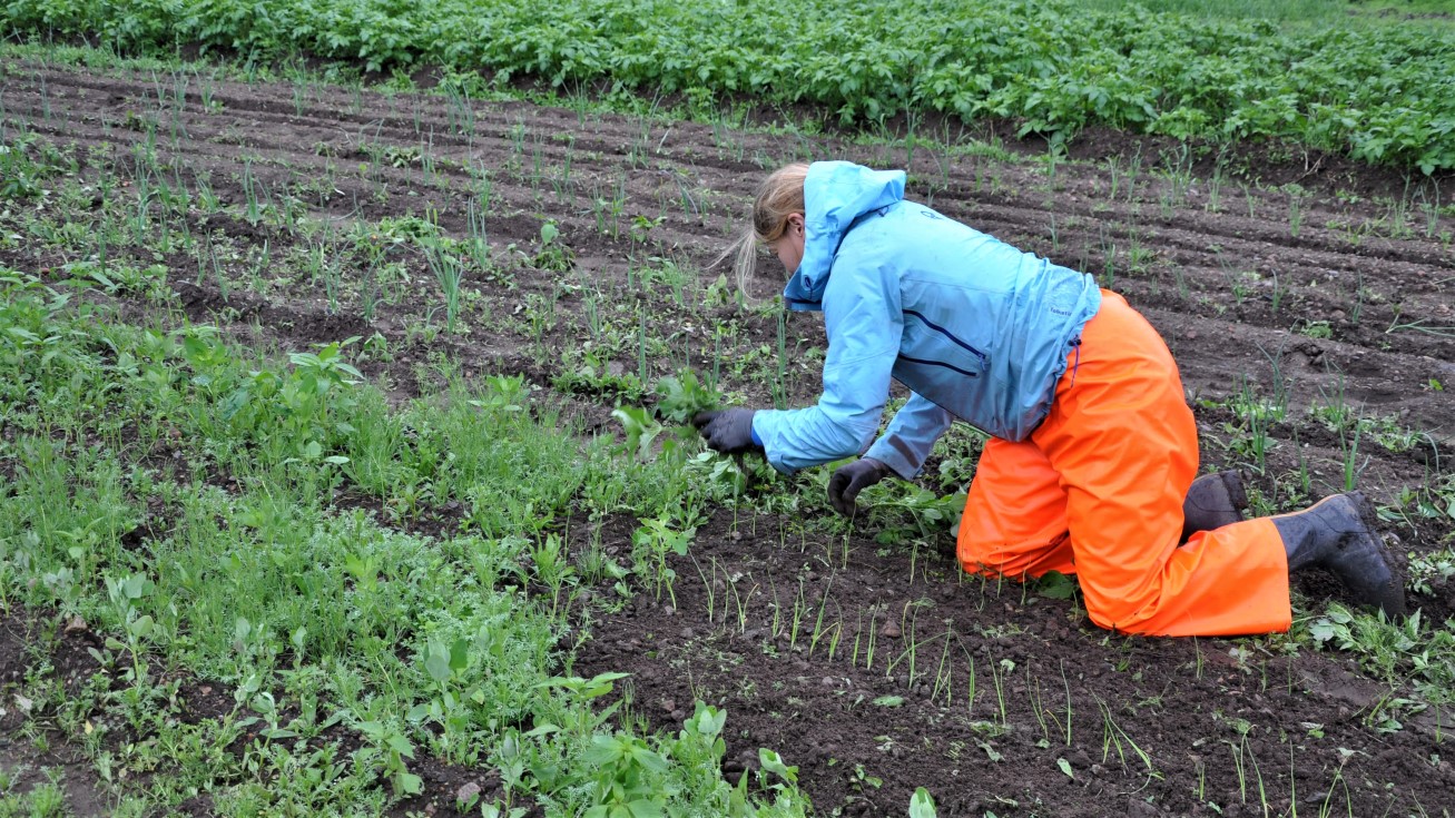 Luking, løk, åker, markedshage, vestland