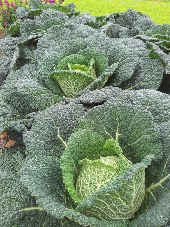 Høsteklar Savoykål - lær om dyrking av ulike grønsakvekster på to ulike webinarer i mars, arrangert av NLR Nordvest i samarbeid med foredragsholder og rådgiver Thomas Holz.