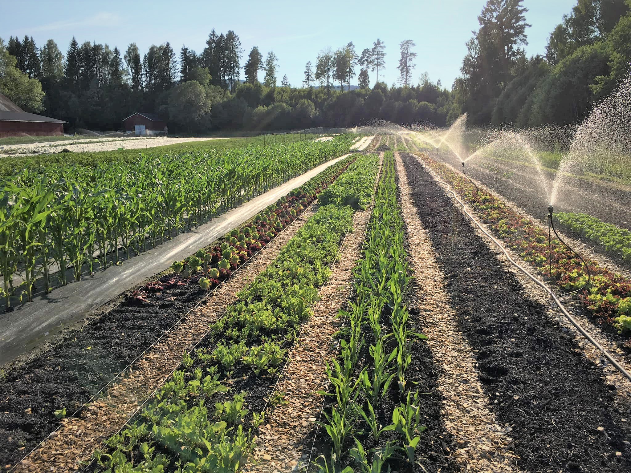 Vanning i markedshagen på Virgenes Andelsgård i Larvik. @jardarriket