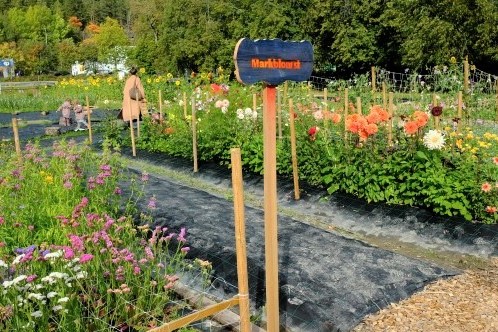 Fra markedshagen Markblomst på Linderud gård