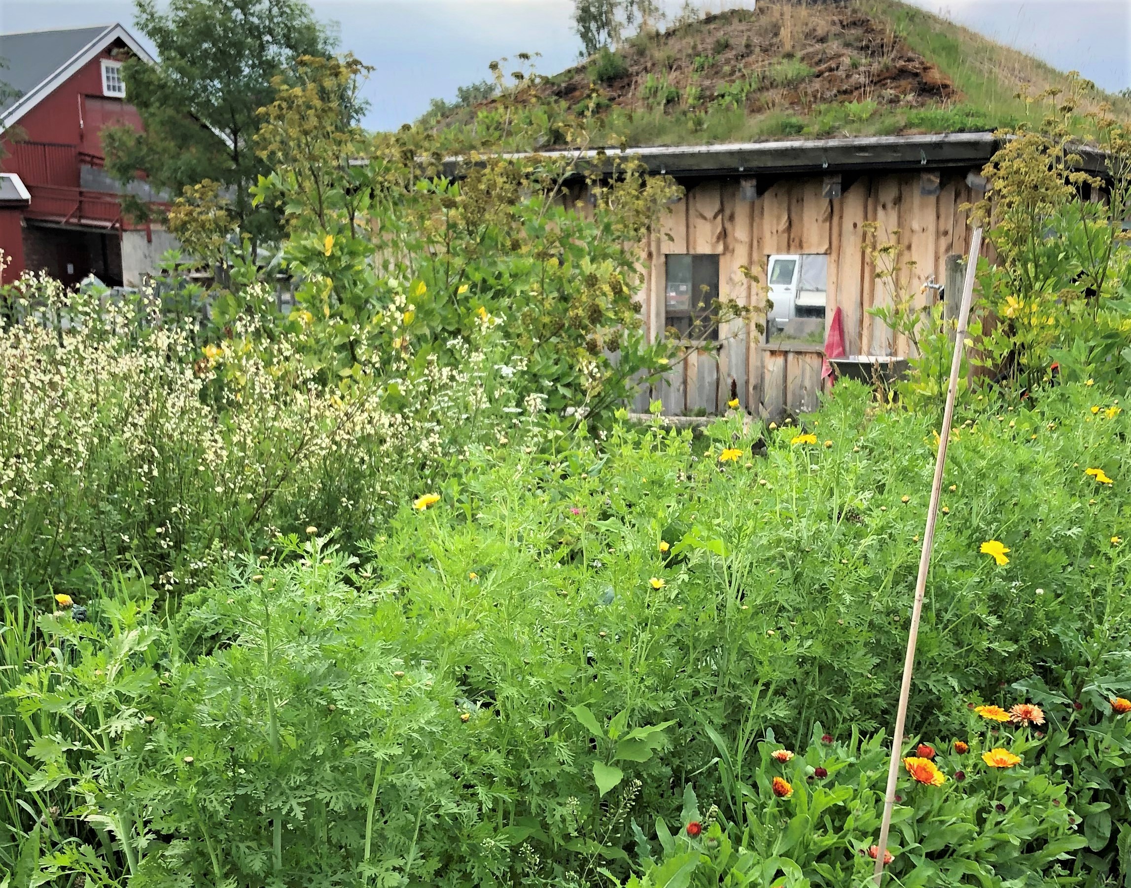 Spiselige vekster på Voll Gård.