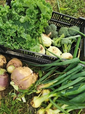 Grønnsaksinnhøstingen er i gang på Inderøy andelslandbruk