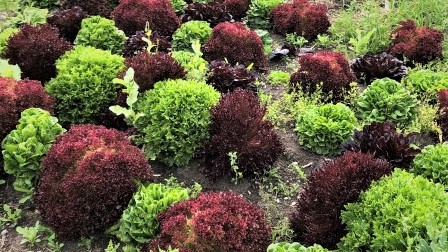 Salat i ulike farger, på friland.