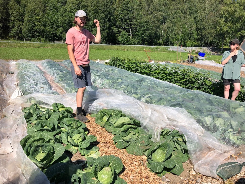 Sigurd Vassenden, Grønt frå Grindal. Mann som står i en grønnsaksåker, med hvit insektsduk på deler av bedene.