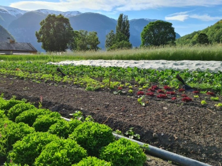 Sogn Jord og Hagebruksskole driver et aktivt markedshageareal i tillegg til tradisjonell traktordrevet småskala grønsaksproduksjon i Aurland i Vestland fylke. 