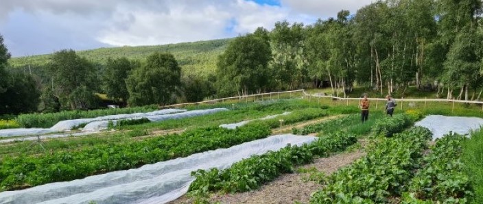 Grønsaksproduksjon hausten 2020 frå Avdem Gardsgrønt på Lesja.