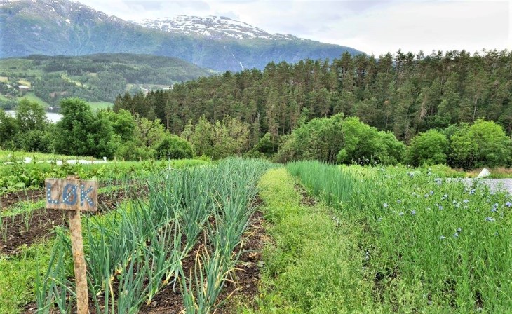 Løk-bed fra Ulvik andelslandbruk i Vestland fylke, sommeren 2020.