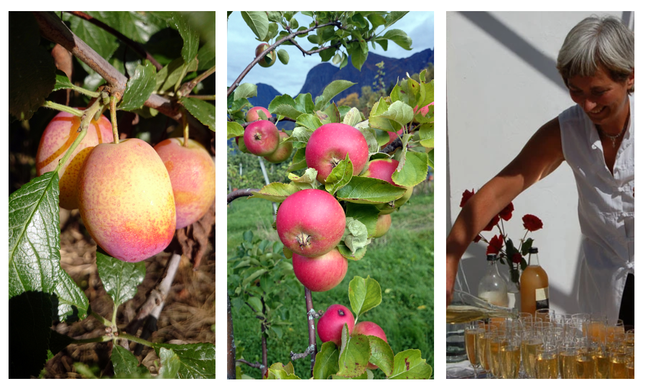 Plommesorten Viktoria, eplesorten Discovery og smaking av drikkevarer av frukt på Ciderhuset Balestrand med Eli Grete Høyvik og Åge Eitungjerde. 