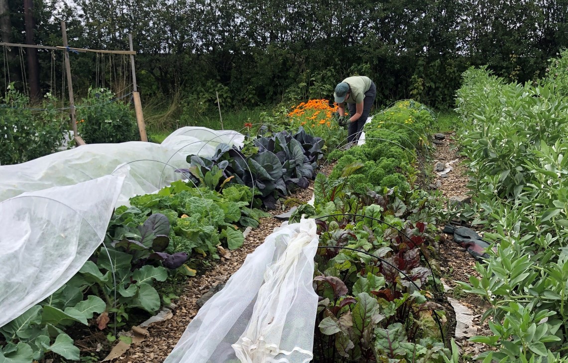 kvinne i åker med grønnsaker i rader. hekk i bakgrunnen