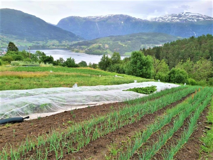Frå grønsaksfelta til Ulvik Andelslandbruk, som har drive småskala grønsaksproduksjon sidan 2015.